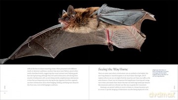 The Weird and Wonderful World of Bats: Demystifying These Often-Misunderstood Creatures - Alyson Brokaw [KSIĄŻKA]