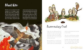 Bright Birds: An exquisite illustrated gift book for bird lovers of all ages - Kate Read [KSIĄŻKA]