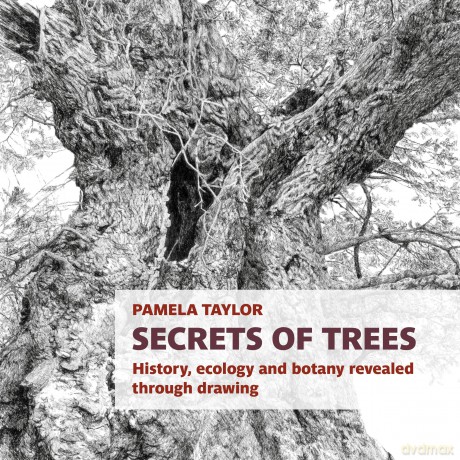 Secrets of Trees: History, ecology and botany revealed through drawing (Botanical Art Portfolios) - Pamela Taylor [KSIĄŻKA]