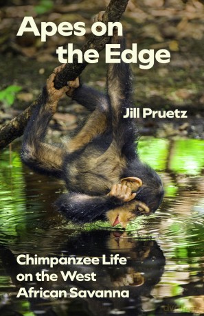 Apes on the Edge: Chimpanzee Life on the West African Savanna (Animal Lives) - Jill Pruetz [KSIĄŻKA]