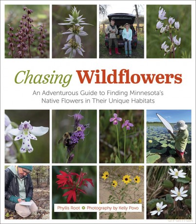 Chasing Wildflowers: An Adventurous Guide to Finding Minnesota's Native Flowers in their Unique Habitats - Phyllis Root [KSIĄŻKA]