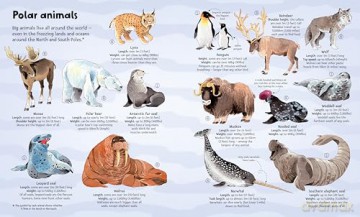 Big Book of Big Animals (Big Books) - Hazel Maskell [KSIĄŻKA]