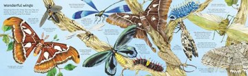 Big Book of Big Bugs (Big Books) - Emily Bone [KSIĄŻKA]