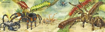 Big Book of Big Bugs (Big Books) - Emily Bone [KSIĄŻKA]