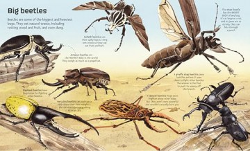Big Book of Big Bugs (Big Books) - Emily Bone [KSIĄŻKA]