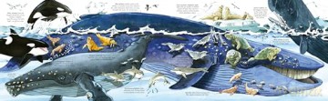 Big Book of Big Sea Creatures (Big Books) - Minna Lacey [KSIĄŻKA]