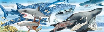 Big Book of Big Sea Creatures (Big Books) - Minna Lacey [KSIĄŻKA]