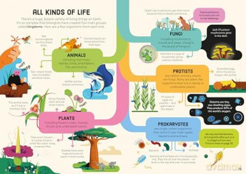 Biology for Beginners - Minna Lacey [KSIĄŻKA]