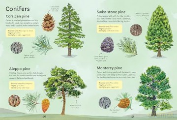 Spotter's Guides: Trees - Sarah Russell [KSIĄŻKA]
