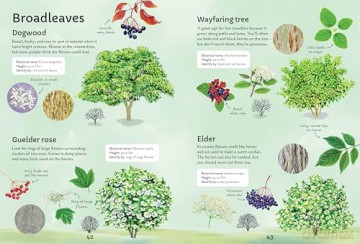 Spotter's Guides: Trees - Sarah Russell [KSIĄŻKA]