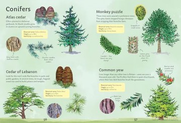 Spotter's Guides: Trees - Sarah Russell [KSIĄŻKA]