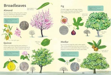 Spotter's Guides: Trees - Sarah Russell [KSIĄŻKA]