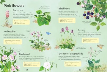 Spotter's Guides: Wild Flowers - Sarah Russell [KSIĄŻKA]