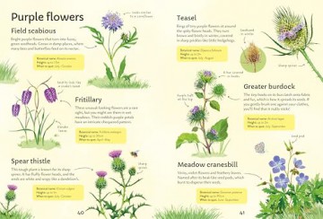 Spotter's Guides: Wild Flowers - Sarah Russell [KSIĄŻKA]