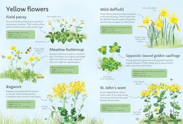 Spotter's Guides: Wild Flowers - Sarah Russell [KSIĄŻKA]