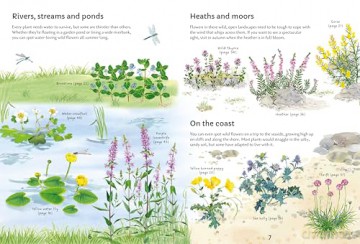 Spotter's Guides: Wild Flowers - Sarah Russell [KSIĄŻKA]