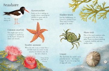 Things to Spot in Summer (Usborne Minis) - Kate Nolan [KSIĄŻKA]