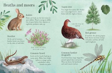 Things to Spot in Summer (Usborne Minis) - Kate Nolan [KSIĄŻKA]