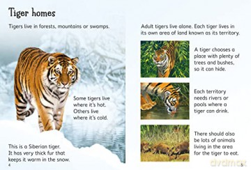 Tigers (Beginners) - James Maclaine [KSIĄŻKA]