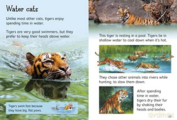 Tigers (Beginners) - James Maclaine [KSIĄŻKA]