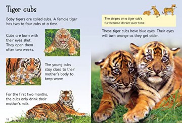 Tigers (Beginners) - James Maclaine [KSIĄŻKA]
