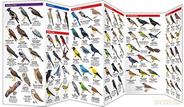 Thailand Birds: A Folding Pocket Guide to Familiar Species (A Pocket Naturalist Guide) (Nature Observation International) - James Kavanagh [KSIĄŻKA]