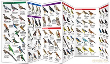 Argentina Birds: A Folding Pocket Guide to Familiar Species (Pocket Naturalist Guide) (Wildlife and Nature Identification) (Nature Observation International) - James Kavanagh [KSIĄŻKA]
