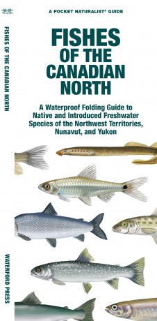 Fishes of the Canadian North: A Folding Guide to Native and Introduced Freshwater Species of the Northwest Territories, Nunavut and Yukon (Nature Observation North America) - Waterford Press Waterford Press [KSIĄŻKA]