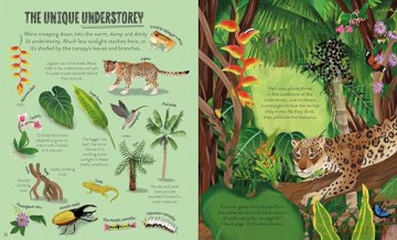 In the Rainforest: Seek, find and celebrate nature's treasures with the Natural History Museum (My Nature Collection) - Cameron Menzies [KSIĄŻKA]