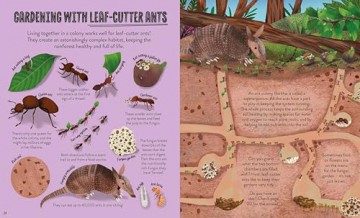 In the Rainforest: Seek, find and celebrate nature's treasures with the Natural History Museum (My Nature Collection) - Cameron Menzies [KSIĄŻKA]