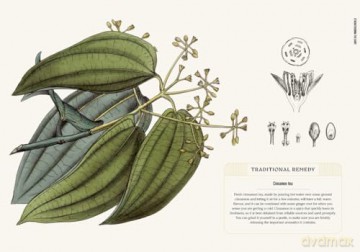 Kew: The Apothecary's Garden: The science and mythology of medicinal plants (Royal Botanic Gardens, Kew) - Emma Wayland [KSIĄŻKA]