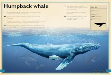 The Magnificent Book of Ocean Creatures (The Magnificent Books) - Tom Jackson [KSIĄŻKA]