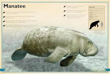 The Magnificent Book of Ocean Creatures (The Magnificent Books) - Tom Jackson [KSIĄŻKA]