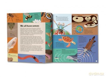 We are All Animals - Discover what YOU have in common with a cat, a bat, a jellyfish and 150 other animals! - Christopher Lloyd [KSIĄŻKA]