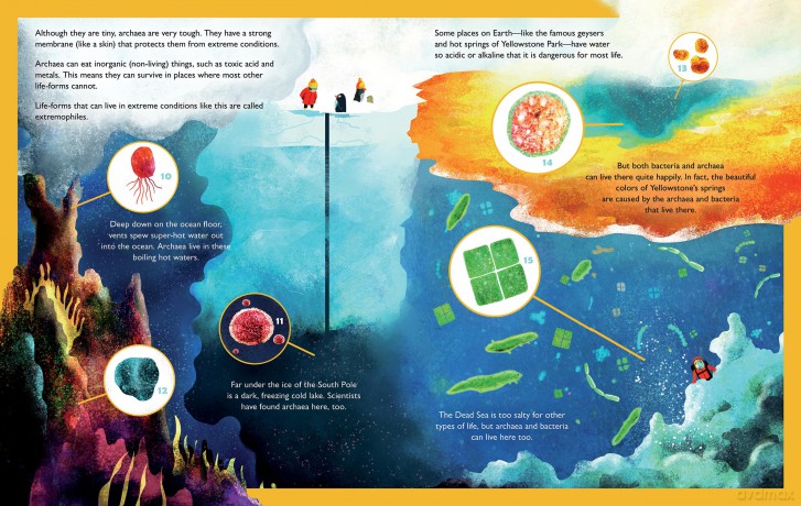 Kingdoms of Life (Spectacular Steam for Curious Readers (Sscr)) - Carly Allen-Fletcher [KSIĄŻKA]