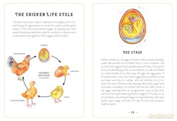 The Little Book of Chickens: An illustrated guide to the extraordinary lives of chickens - Jessica Ford [KSIĄŻKA]