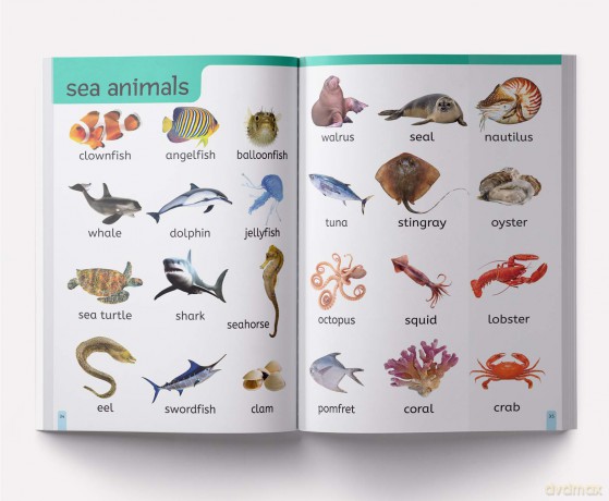 My First 1000 Words: Early Learning Picture Book - Wonder House Books Editorial [KSIĄŻKA]