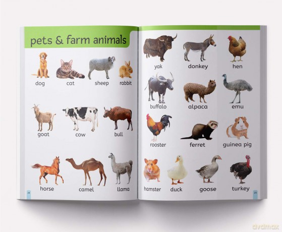My First 1000 Words: Early Learning Picture Book - Wonder House Books Editorial [KSIĄŻKA]