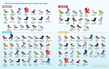 Turn This Book Into a Bird Feeder!: And 19 Other Activities to Explore the Amazing World of Birds - Lynn Brunelle [KSIĄŻKA]