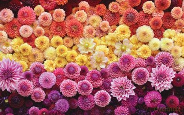 Growing Flowers: Everything You Need to Know About Planting, Tending, Harvesting and Arranging Beautiful Blooms (Flower Gardening for Beginners) - Niki Irving [KSIĄŻKA]