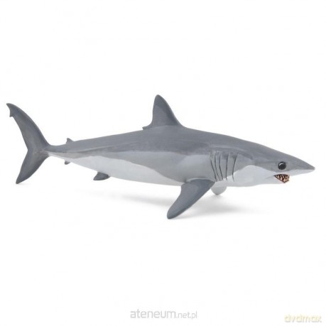Ostronos atlantycki (rekin mako)