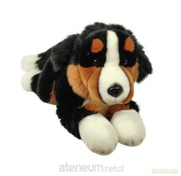 Pies Berneński 30cm