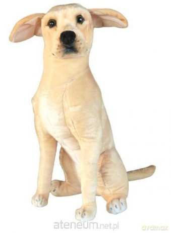 Pies Labrador 65cm