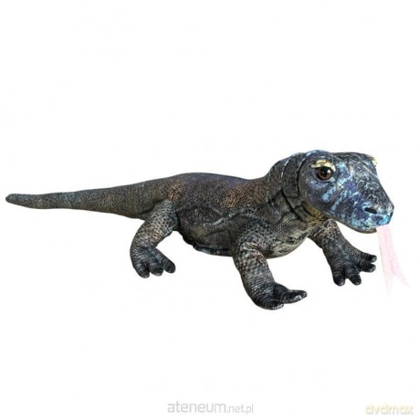 Waran z Komodo 70cm