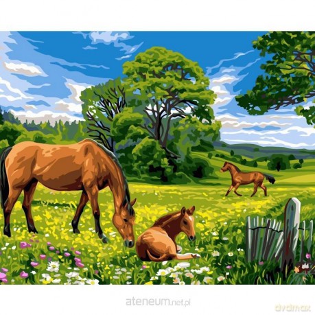 Malowanie po numerach 40x50 cm Konie na łące