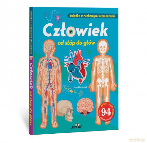 Człowiek od stóp do głów. Książka z ruchomymi elementami - David Hawcock [KSIĄŻKA]