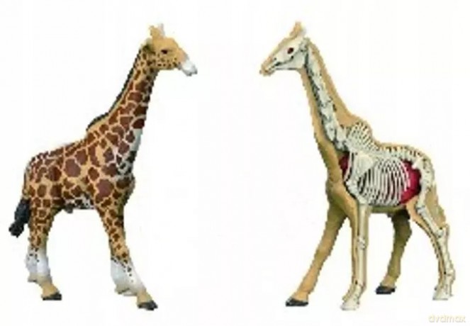 Model anatomiczny zwierzęta 2002264 22640