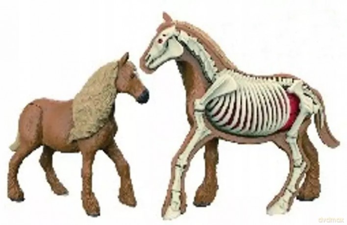 Model anatomiczny zwierzęta 2002265 22657