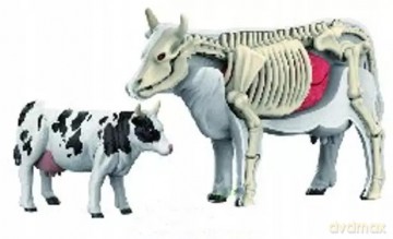 Model anatomiczny zwierzęta 2002266 22664