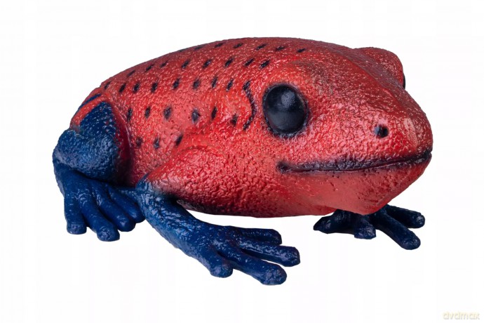 Żaba Drzewołaz Czerwona 26 cm Długości